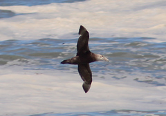 Macronectes giganteus