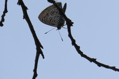 Leptotes pirithous