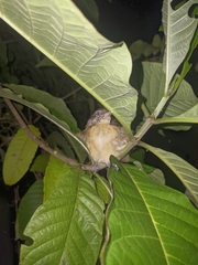 Cantorchilus leucotis