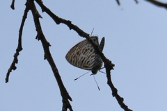 Leptotes pirithous