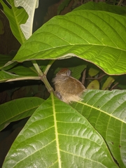 Cantorchilus leucotis