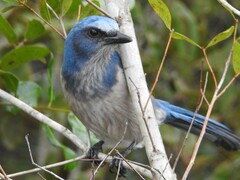 Aphelocoma coerulescens