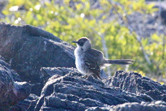 Mimus parvulus parvulus