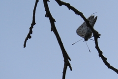 Leptotes pirithous