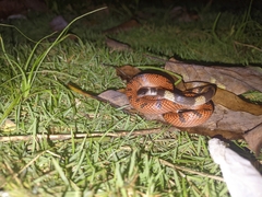 Oxyrhopus petolarius