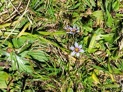 Sisyrinchium rosulatum