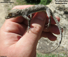 Tenuidactylus fedtschenkoi