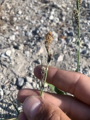 Carex spectabilis
