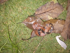 Oxyrhopus petolarius