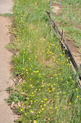 Zephyranthes filifolia