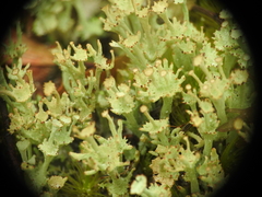 Cladonia rappii