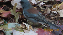 Junco hyemalis