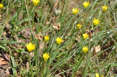 Zephyranthes filifolia