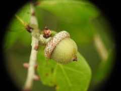 Quercus myrtifolia