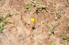 Zephyranthes filifolia