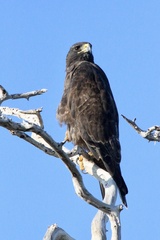 Buteo galapagoensis