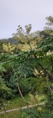Aralia bipinnata