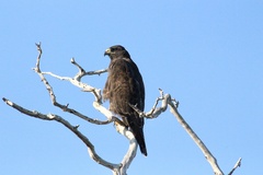 Buteo galapagoensis