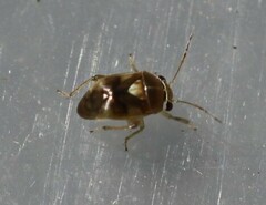 Coridromius chenopoderis