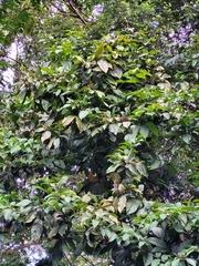 Cordia nodosa