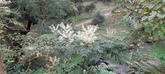 Aralia bipinnata