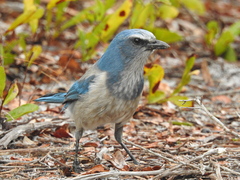 Aphelocoma coerulescens