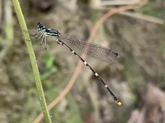 Coeliccia flavicauda