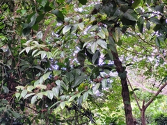 Cordia nodosa