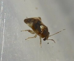 Coridromius chenopoderis