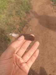 Columbina talpacoti