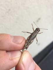 Melanoplus complanatipes