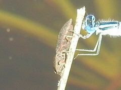 Agrypnus rectangularis