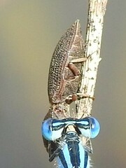Agrypnus rectangularis