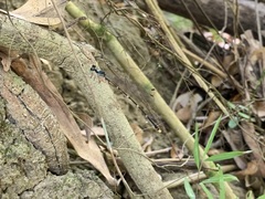 Coeliccia flavicauda