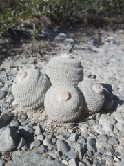 Epithelantha