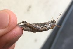 Melanoplus complanatipes