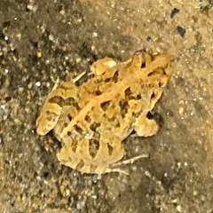 Fejervarya limnocharis