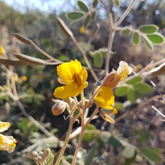 Senna covesii