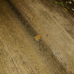 Fejervarya limnocharis