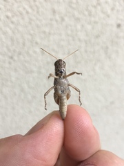 Melanoplus complanatipes