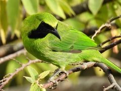 Chloropsis sonnerati