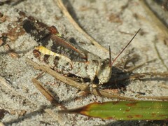 Spharagemon marmorata