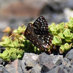 Euphydryas colon