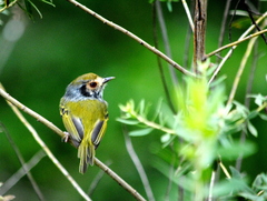 Myiornis auricularis