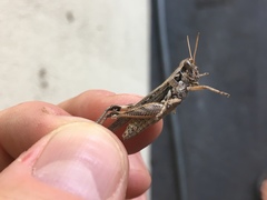 Melanoplus complanatipes