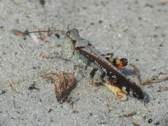 Spharagemon marmorata