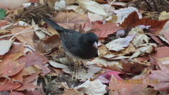 Junco hyemalis