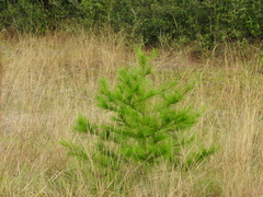 Pinus clausa