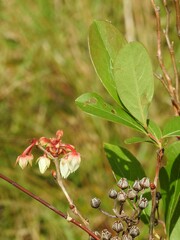 Lyonia mariana
