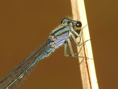 Enallagma cardenium
